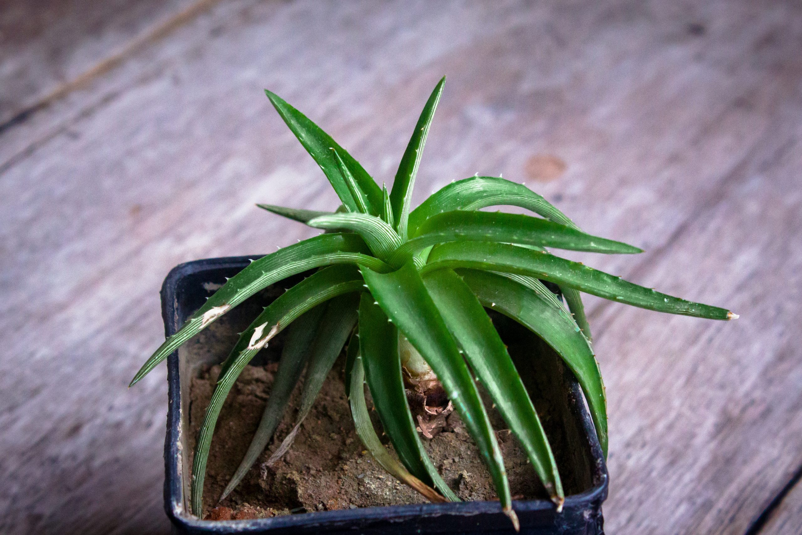 Como Cultivar Sábila Aloe Vera En Tu Casa 5077